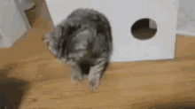 Cat Stucked GIF - Cat Stucked Box GIFs