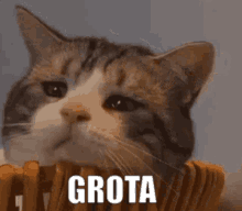 Cat Grota GIF - Cat Grota Sad GIFs
