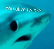 a close up of a shark 's face with the words `` you alive twink '' written above it .