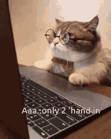 Cat Surprise GIF - Cat Surprise Laptop GIFs