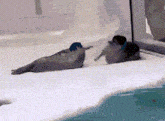 two seals are laying on top of a snowy surface .