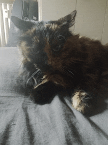 a calico cat laying on a bed with a grey blanket
