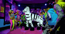 zebra disco