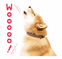 Doggo Wooo GIF - Doggo Wooo GIFs