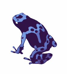 Azureus Dart GIF - Azureus Dart Frog GIFs
