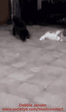 Walk On Hands Paws GIF - Walk On Hands Paws Black Cat GIFs