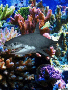 Fish Animation GIF - Fish Animation Shark GIFs