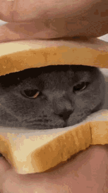 Cat Loaf GIF - Cat Loaf Bread GIFs