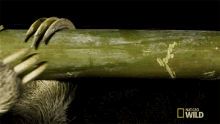 Curved Claws International Sloth Day GIF