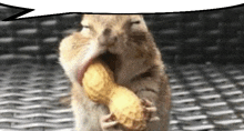 a squirrel is holding a peanut in its mouth with a speech bubble above it .