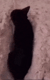 Cat Sand GIF - Cat Sand Sand Cat GIFs