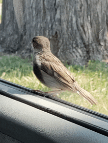 Bird Sparrow GIF