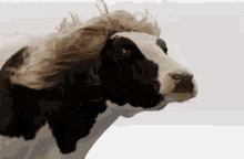 Diva Cow  GIF - Cow Wig GIFs