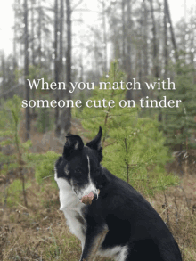 Meme Dog GIF - Meme Dog Tinder GIFs