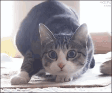 Ready Cat GIF - Ready Cat Wiggle GIFs