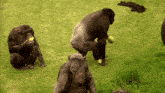 a group of chimpanzees are playing with tennis balls in a grassy field