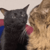 Cat Blackcat GIF - Cat Blackcat Meme GIFs