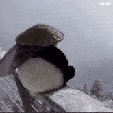 a panda bear wearing a hat is standing on a railing .