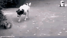 Dog Cat GIF - Dog Cat Prowl GIFs