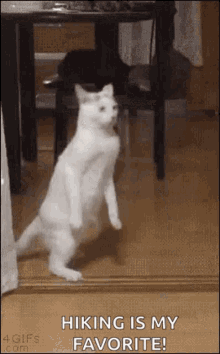Cat Walk GIF - Cat Walk Funny GIFs