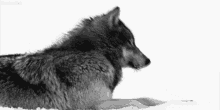 Board Imboardwolf GIF - Board Imboardwolf Wolf GIFs