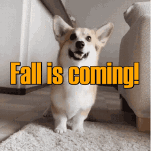 Fall Excited GIF - Fall Excited Fall Is Coming GIFs