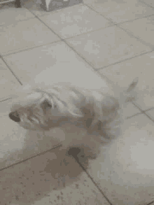 Rufino Tamayo Puppy GIF - Rufino Tamayo Puppy Dog GIFs