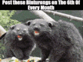 a picture of two otters with a caption that says post these linturongs on the 6th of every month
