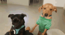 כלביםשמחים כלבשמח GIF - כלביםשמחים כלב כלבשמח GIFs