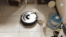 Cat Riding A Robot Vacuum Funny Cat GIF