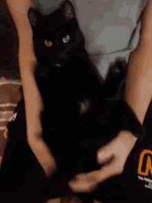 a person is holding a black cat in their arms and the cat is looking at the camera .