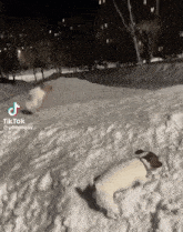 Spinning Dog Digging Dog GIF - Spinning Dog Digging Dog GIFs