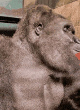 Gorilla Monkey GIF - Gorilla Monkey Eating GIFs