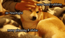 Doge Rubbing GIF - Doge Rubbing Shibe GIFs
