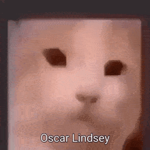 Oscar Lindsey Oscar Cat GIF