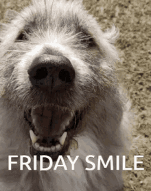 Friday Smile Friday GIF - Friday Smile Friday Kratu GIFs