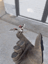 a person is holding a moth on their thumb