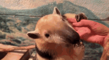 a person is petting a small animal with a large nose