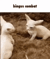 Bingus GIF - Bingus GIFs