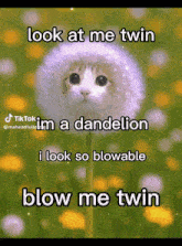 a picture of a cat in a dandelion says look at me twin
