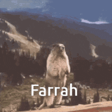 Farrah GIF