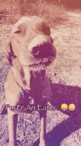 a dog is standing in the grass with its mouth open and says `` i 'm fr an eater '' .