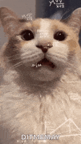 a cat is sitting in front of a blackboard with mathematical equations on it 's face .
