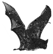 Bat GIF - Bat GIFs