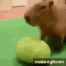 Capybara Watermelon GIF - Capybara Watermelon Eat GIFs