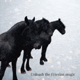 Friesian Friesian Horses GIF - Friesian Friesian Horses Horses GIFs