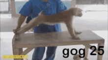 Gog Gog Series GIF - Gog Gog Series Gog Monkey GIFs
