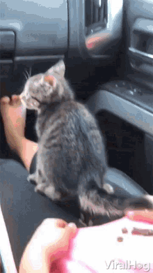 Cat Kitten GIF - Cat Kitten Crying GIFs