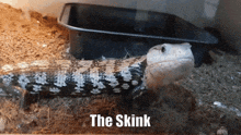 a lizard in a container with the words the skink written above it