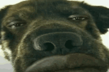Dog Man GIF - Dog Man Meme GIFs